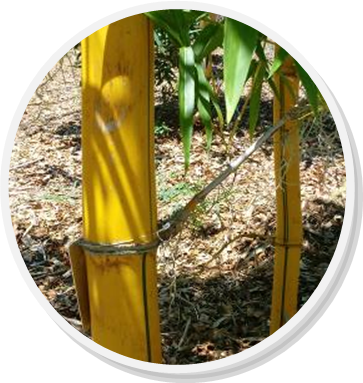 maitland bamboo