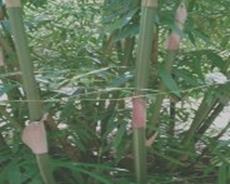 maitland bamboo