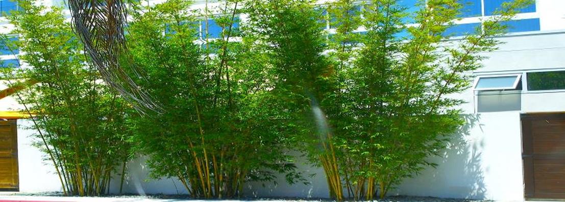 bamboo matland